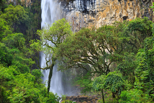 brazil tree green water waterfall jungle tropical