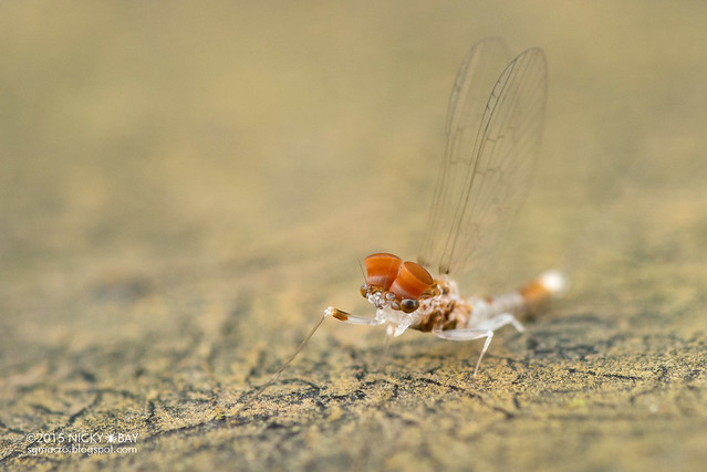 Mayfly (Ephemeroptera) - DSC_4701