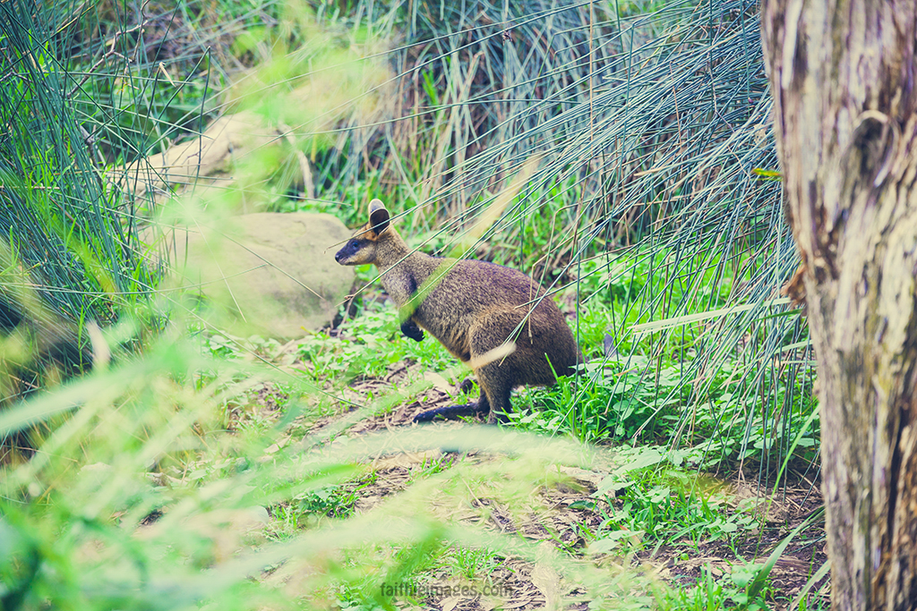 Cute little wallaby