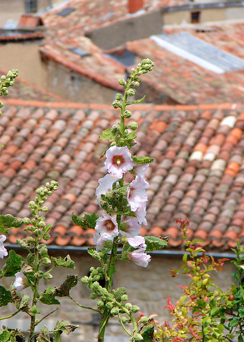 europe europa france francia frankreich frankrijk flora flower village dorf pueblo villaggio dorp aldeia