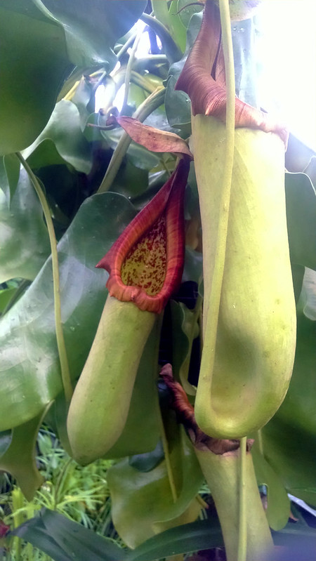 Nepenthes truncata  at the Conservatory of Flowers.