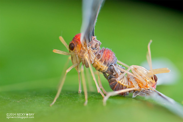 Derbid planthoppers (Derbidae) - DSC_3213