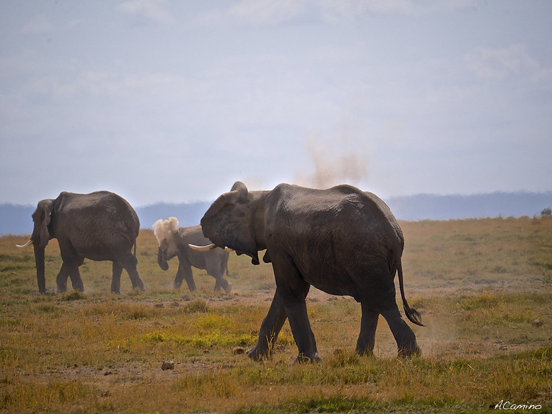 12 días de Safari en Kenia: Jambo bwana - Blogs de Kenia - Amboseli: Buscando la foto del elefante a los pies del Kilimanjaro (33)