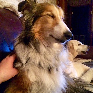 Oh yeah, that is the spot. #maggie #Sheltie