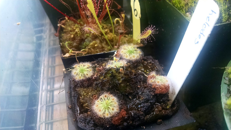 Drosera helodes with flower bud.