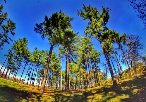 park blue autumn trees shadow ohio sky usa tree green fall canon lens landscape geotagged photography eos rebel prime october focus midwest skies shadows cincinnati parks wideangle fisheye fixed manual campout dslr geotag manualfocus hdr app facebook 2014 hamiltoncounty 500d handyphoto wintonwoods rokinon teamcanon t1i iphoneedit rokinin snapseed jamiesmed creepycampout