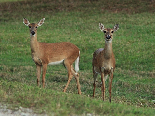 White-tailed doe and fawn 20150123