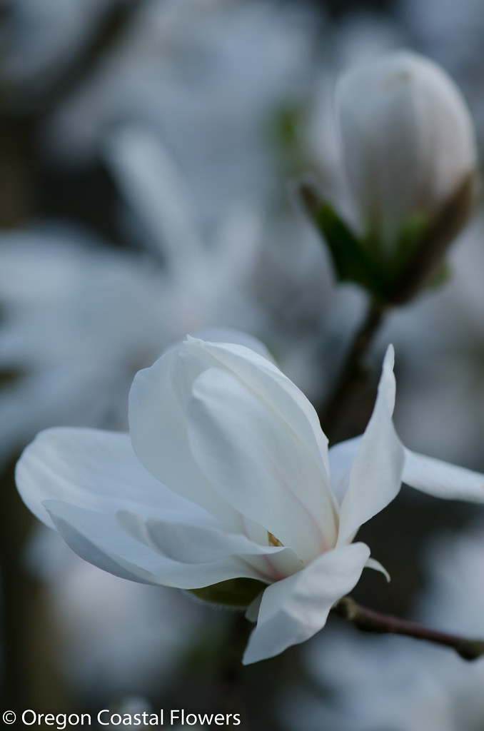 white magnolia blossoms
