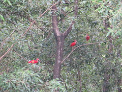 Ibis rouges - Photo of Sinnamary