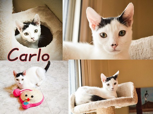 Carlo, gatito blanco con toque negro tímido y muy bueno esterilizado, nacido en Junio´14, en adopción. Valencia. ADOPTADO. 15881719153_f42da4bf5d