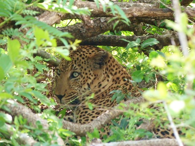 Leopardo en el Parque Kruger de Sudáfrica