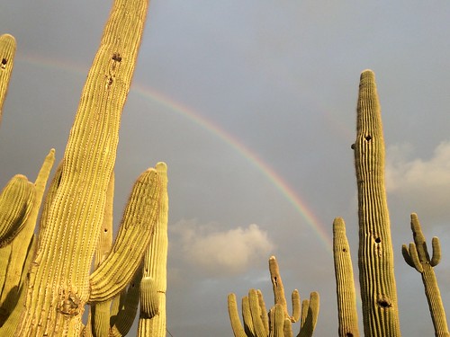 arizona cactus sky nature cacti outside rainbow desert az sonorandesert anthem saguaros
