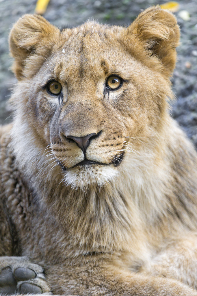 Nice young lion portrait!