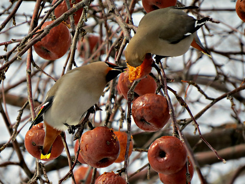 winter tree birds ngc apples bohemianwaxwings