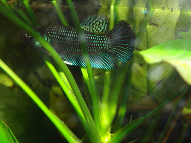 Article of the Month MARCH 2015 : Betta mahachaiensis - Page 2 16738662055_c83535c600_z