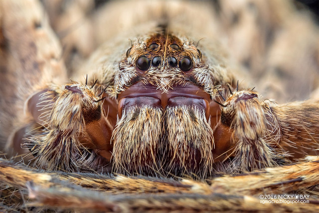 Huntsman spider (Sparassidae) - PA090087