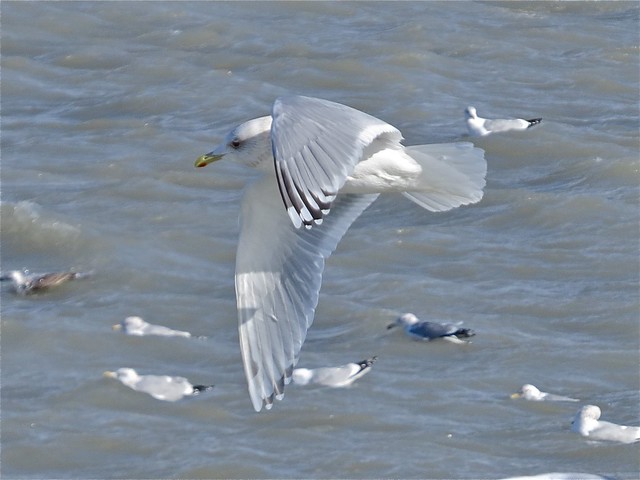 Thayer's Gull (Adult) at North Point Marina in Lake County, IL 14