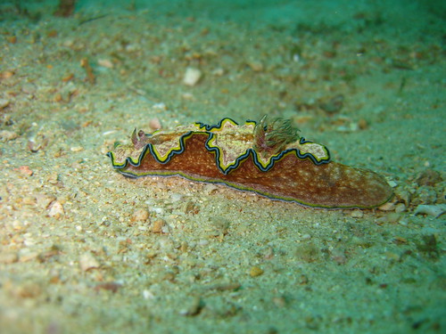 Tiny Sea Cucumber, Puerto Galera