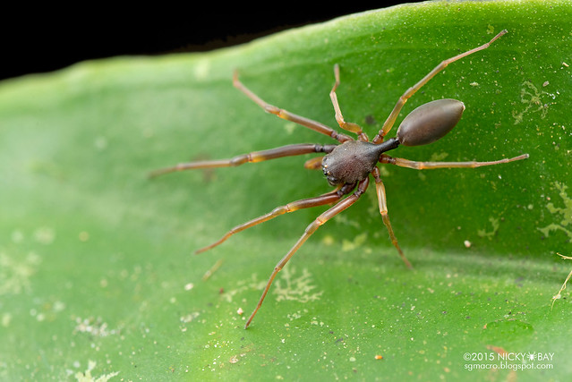 Ant-like sac spider (Utivarachna sp.) - DSC_4314