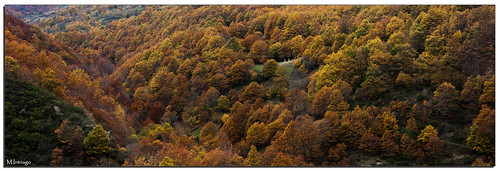 asturias bosque otoño asturies teverga seronda parquenaturalubiñaslamesa