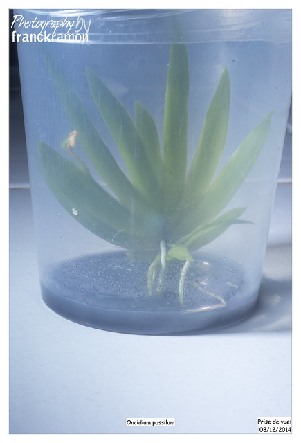 Mes essais in vitro avec les orchidées exotiques 15358385673_ba9e786e86_z