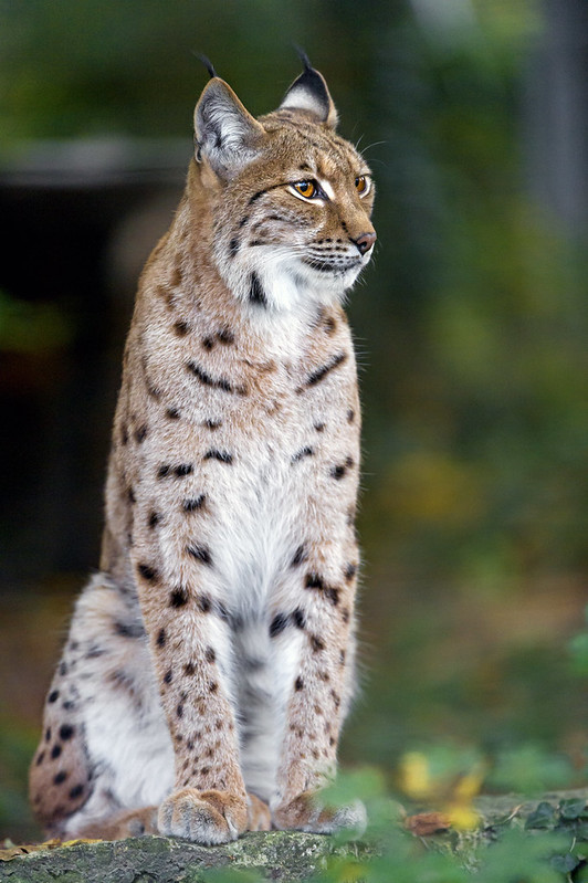 Posing lynx