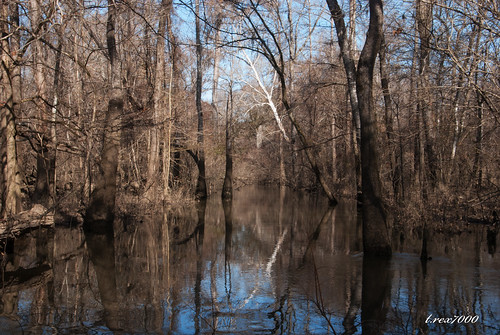 trees forest swamp wetland flooded trex7000