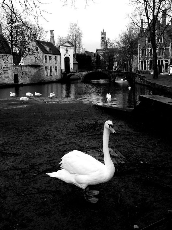 The swans of Bruges