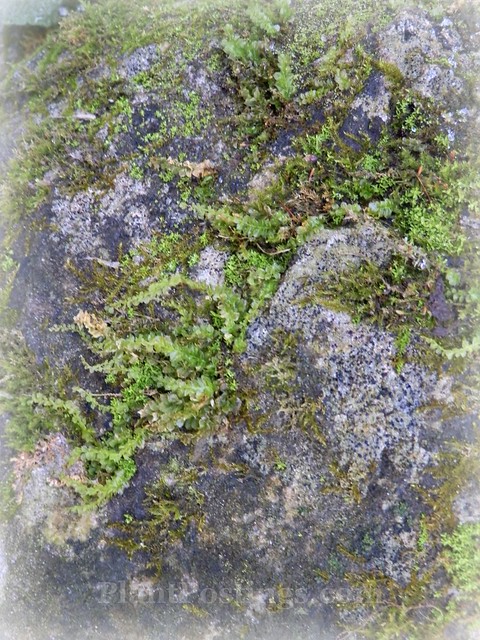 mosses and rocks