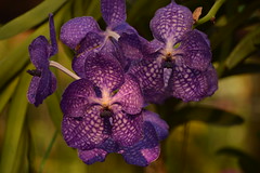 Sai Nam Phueng (Honeysuckle) Orchid Farm