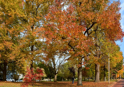 fallcolors autumnleaves autumncolors marietta falllandscape sacravia quadranaoupark