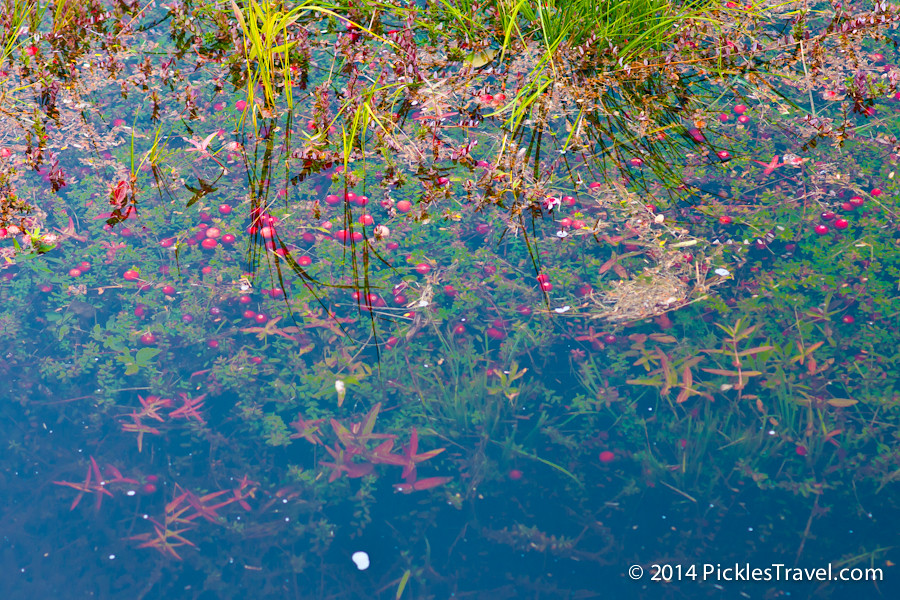 Looking into the depths of a cranberry bog