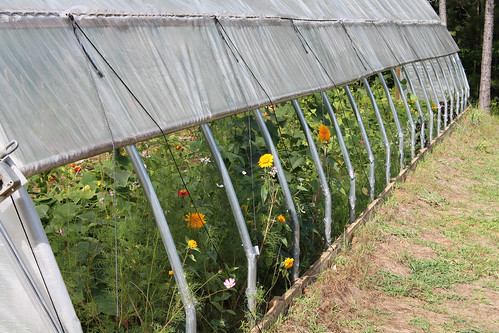Thompson planted rows of sunflowers and cut flowers along the outer edges of the high tunnel to serve as pollinators for all the plants inside.