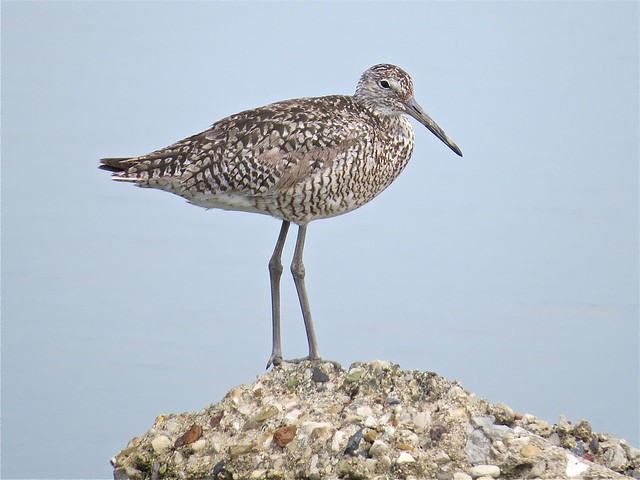 Willet at the Gridley Wastewater Treatment Ponds in McLean County, IL 15