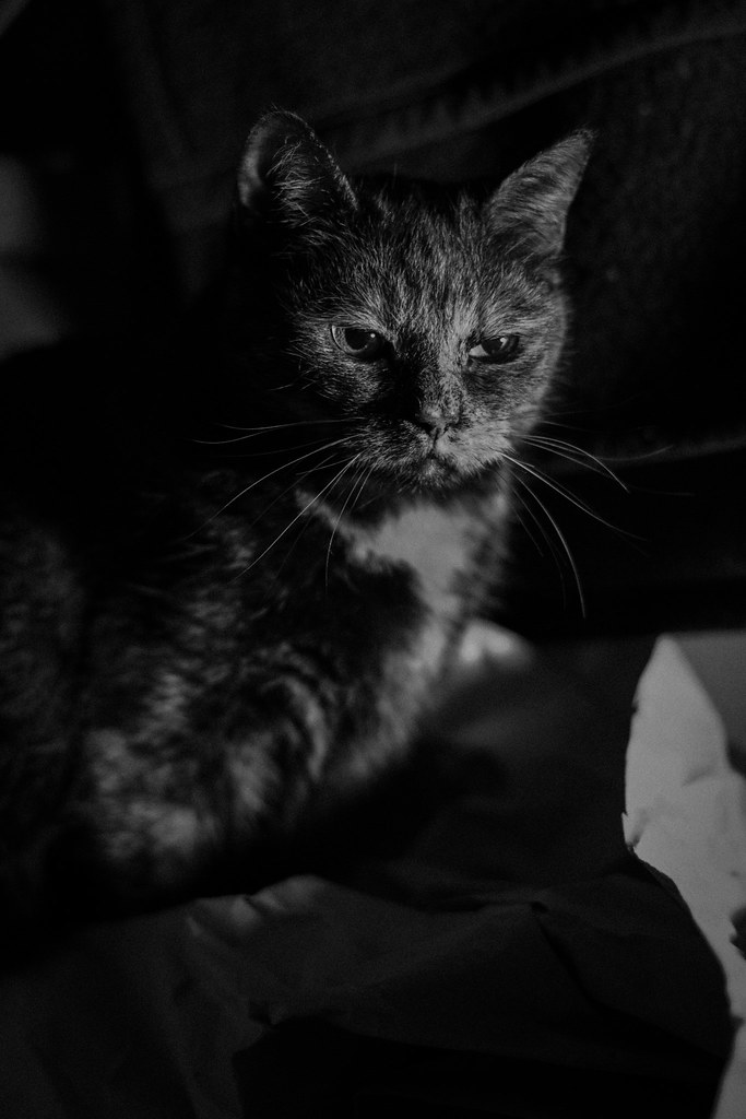 23.02.2015 Kitty Noir