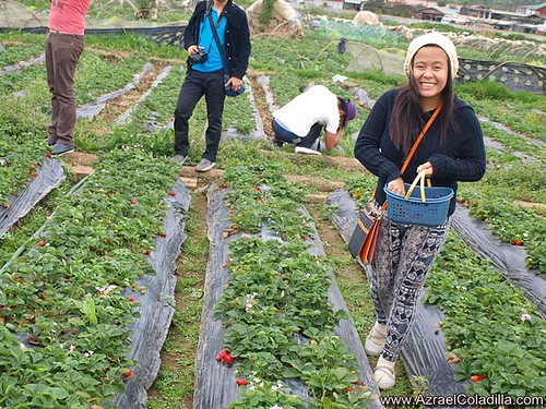 Baguio tour blog 14–Strawberry picking at Strawberry farm in La Trinidad