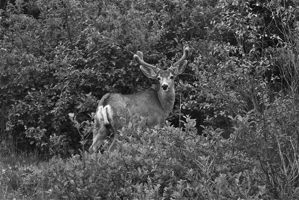 Mule deer ~ Odocoileus hemionus