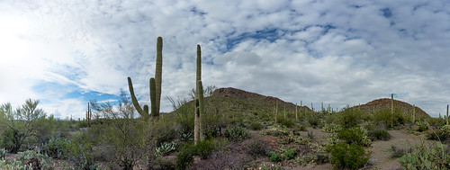 arizona cactus nationalpark unitedstates tucson saguaro