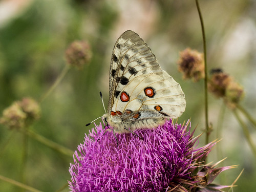 apollo bulgaria butterfliesswallowtails butterflymoth europe peterphoto dobrostan plovdiv