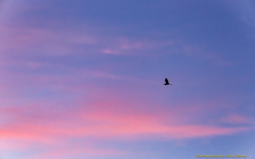 skies sky birds egret sunrise soaring flying landscapes outdoors