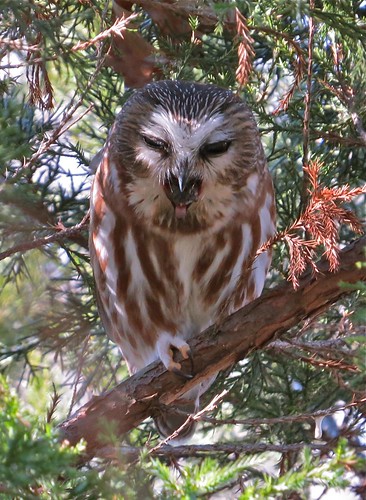 Northern Saw-whet Owl at Clinton Lake in DeWitt County, IL 77