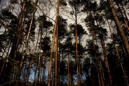 germany deutschland europa natur himmel landschaft wald bäume naturpark norddeutschland niedersachsen mitteleuropa 2015 soltau gehölz 2000er naturparklüneburgerheide forstsibirien