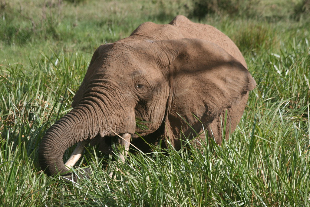 AMBOSELI I - MEMORIAS DE KENIA 14 días de Safari (10)
