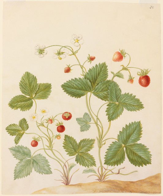 Aerd Bessen (Erdbeeren)