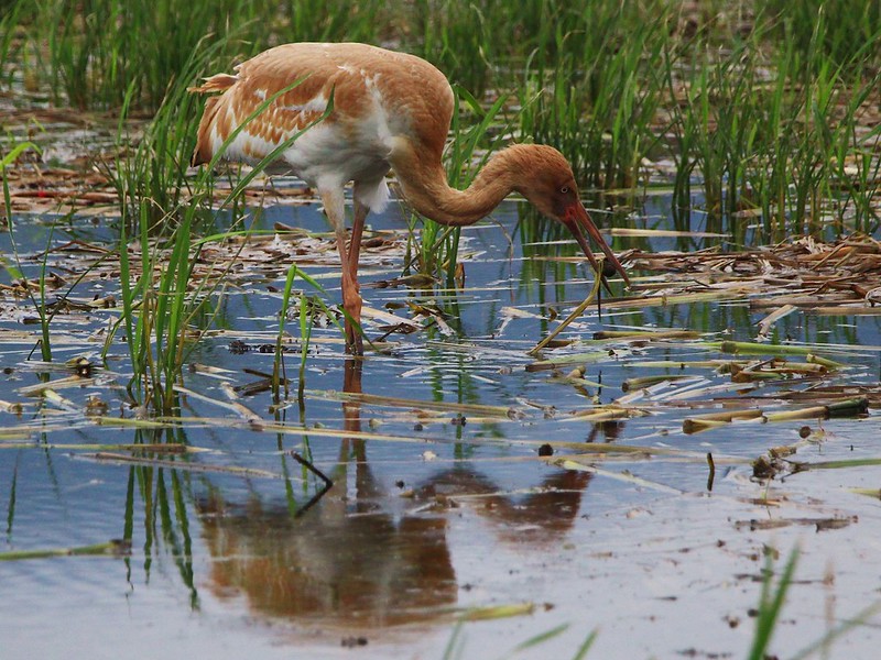IMG_2867 白鶴 幼鳥 Siberian Crane