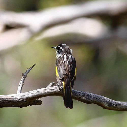 bird wildlife australia southaustralia newhollandhoneyeater morialtaconservationpark