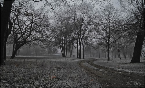 park trees winter fog landscape artphotography twittertuesday
