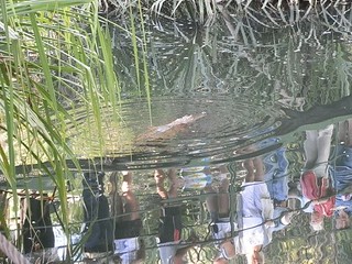 Freshwater Croc under Timber Creek Bridge