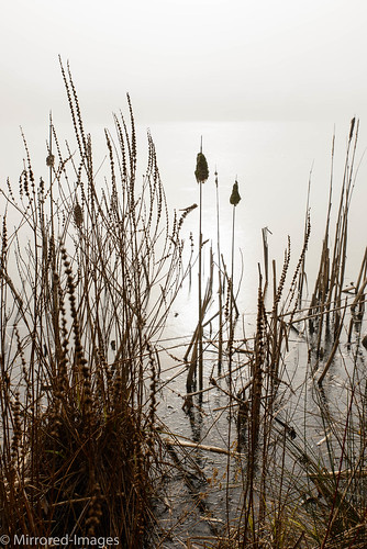 winter light mist lake colour ice frozen silhouettes northyorkshire cattail seedheads bulrush reedmace kiplinhall purpleloosestrife