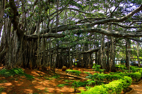 tree bangalore shade karnataka bigbanyantree
